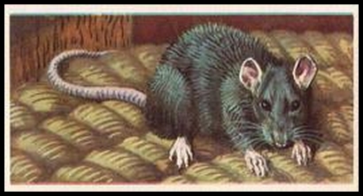 58BBBWL 24 The Black or Old English Rat.jpg